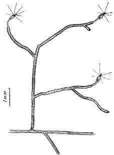         cordylophora inkermanica marfenin